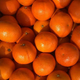 Live Grafted Tangerine Citrus Tree 2-3 Feet Tall