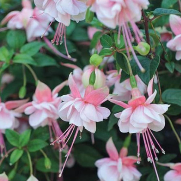 Pink Hardy Fuchsia Live Plant, Flower Plant, 4-8 Inch Tall, 5 Inch Pot