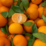 Satsuma Mandarin Live Tree, Hardy Fruit Tree, 2-3 Ft Tall