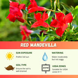 2 Red Live Mandevilla Plants, Indoor Outdoor Plant, 4-6 Inch Tall