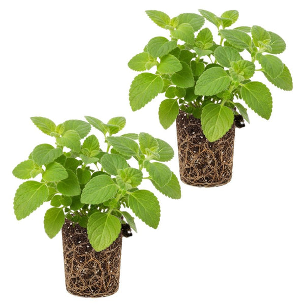 Set 2 Cuban Oregano Live Plant 4 to 5 Inch