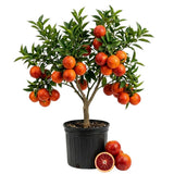 Red Blood Orange Live Citrus Tree, 24–30 Inch Tall
