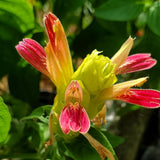 2 Variegated Live Shrimp Plants, Home Garden Plant, 4-7 Inch Tall