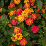 Set 2 Multi-Colored Lantana Live Plant 4-6 Inches Tall
