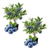 2 Sharpblue Blueberry Live Plant, Container Berry Plant, 4-6 Inch Tall
