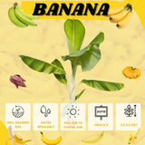 Grand Nain Banana Tree Live Plant, Home Garden Plant, 4-6 Inch Tall