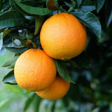 Orange Tree Plant Live, Patio Container Plant, 1-2 Ft Tall, 1 Gallon Pot