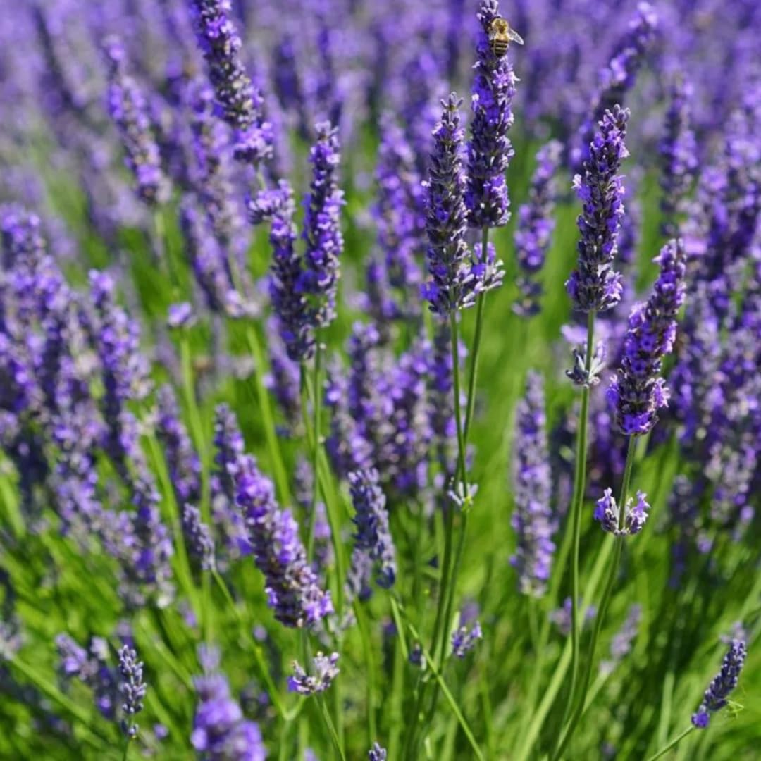 2 Lavender Live Plants, 4-6 Inch Tall
