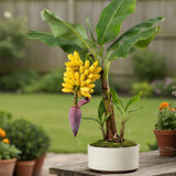 Tiny Banana Plant Live, Sweet Fruit Banana Tree 4-7 Inch Tall