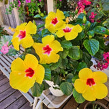 Set of 3 Red Yellow Hardy Hibiscus Live Plant, Hibiscus Plant, 4–6" Tall