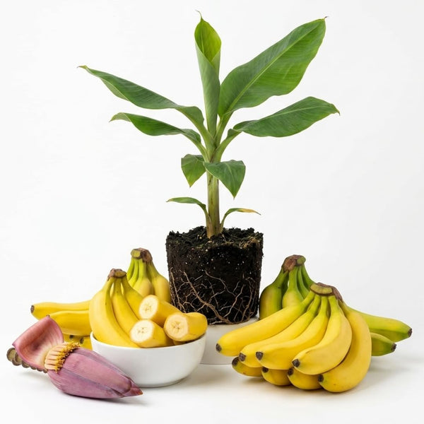 Grand Nain Banana Live Plant, 4-6 Inch Tall Dwarf Banana Tree