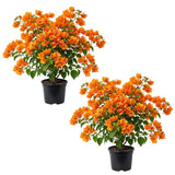 2 Orange Bougainvillea Live Plants, Garden Plant, 4-6 Inch Tall