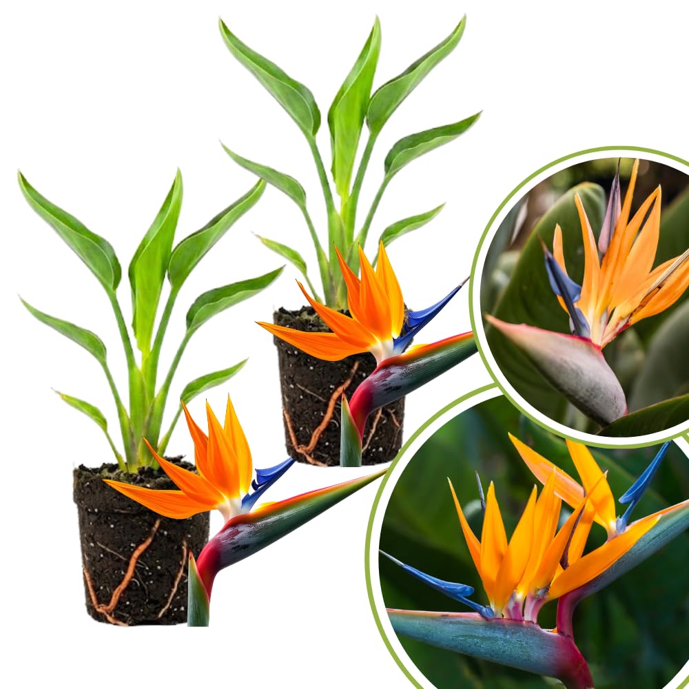 2 Orange Bird Live Plants, Outdoor Garden Plant, 4-6 Inch Tall