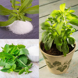 4 Stevia Live Plants, Stevia Plant, Outdoor Garden Plant, 4-6 Inch Tall