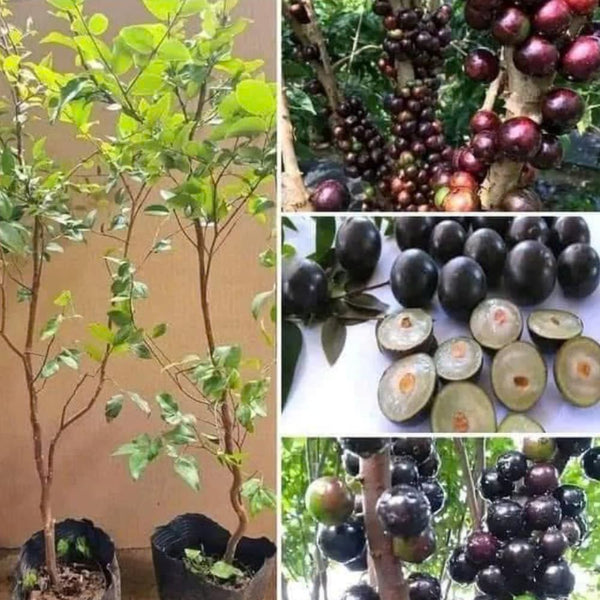 Jaboticaba Tree Live Plant, Outdoor Garden Fruit Tree, 1 Ft Tall