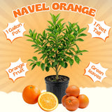 Orange Tree Live, Hardy Garden Plant, 1 Gallon Pot