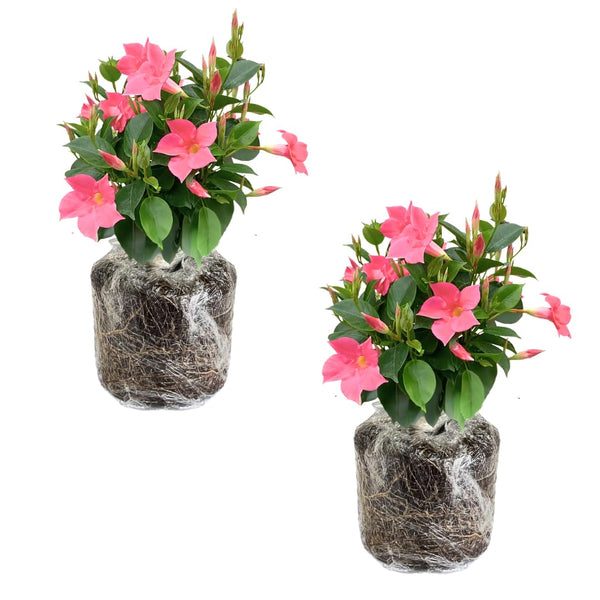 2 Pink Mandevilla Live Plants, Mandevilla Live Plant, 4-6 Inch Tall