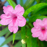 6 Dwarf Pink Mexican Petunia Live Plants, Live Starter Plant, 4-6 Inch Tall