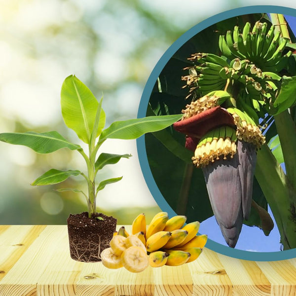 Mysore Banana Plant Live, Sweet Fruit Banana Tree 4-7 Inch Tall