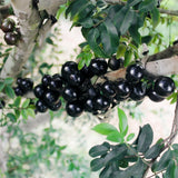 Black Jaboticaba Tree Plant Live, Live Starter Plant, 1 Ft Tall