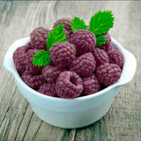 3 Glencoe Thornless Live Raspberry Plants, Ready to Grow Plant, 4-6 Inch Tall