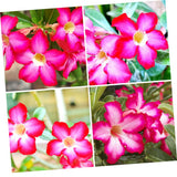 Pink Desert Rose Live Plant, Garden Plant, 4-6 Inch Tall