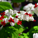 4 White Bleeding Heart Live Plants, Home Garden Plant, 4-6 Inch Tall
