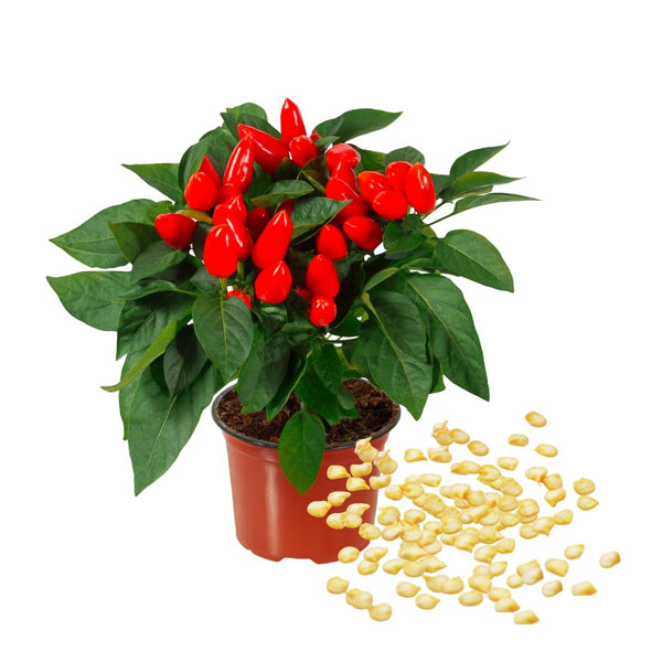 100 Red + Chili Pequin Pepper Seeds, Home Garden Plant