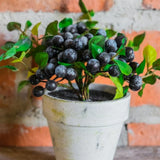 6 Huckleberry Bushes Live Plants, Sweet Edible Berry Bush, 1-3 Inch Tall