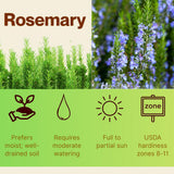 3 Blue Rosemary Live Plants, Starter Plant, 4-6 Inch Tall