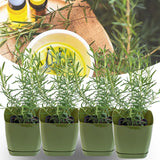 4 Blue Rosemary Live Plants, Culinary Herb Plant, 4-7 Inch Tall
