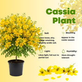 Set 2 Yellow Christmas Winter Cassia Plants Live, 4-8 Inch Tall