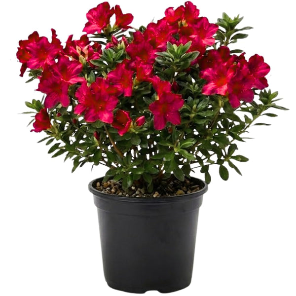 Red Azalea Plant Live in Pot - 6-10 Inch Tall Azalea Shrub