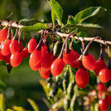 Red Goji Berry Live Plant, Garden Plant, 4-6 Inch Tall