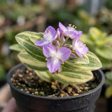 Rare Live Tradescantia Wandering Jew Plant, Live Houseplant, 3.5 Inch Pot