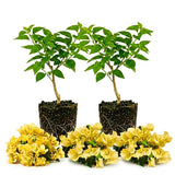 2 Bougainvillea Plants Live, Garden Flower Vine, 4-7 Inch Tall
