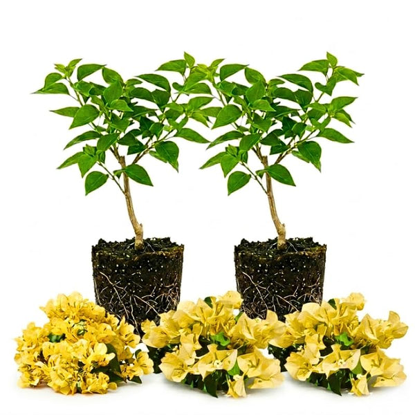 2 Bougainvillea Plants Live, Garden Flower Vine, 4-7 Inch Tall