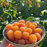 2 Yellow Live Raspberry Plants, Home Garden Plant, 4-6 Inch Tall