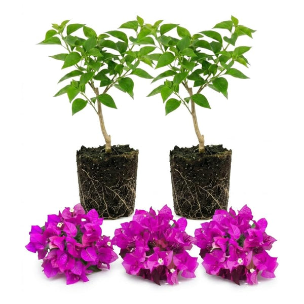 2 Purple Bougainvillea Live Plants, Trellis Vine Plant, 4-7 Inch Tall