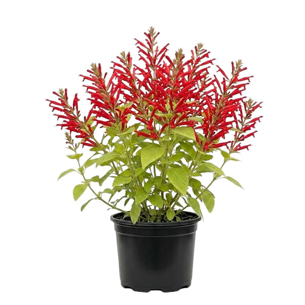 Pineapple Salvia Sage Live Plant, 2-3 Inch Tall