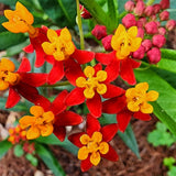 2 Red Milkweed Live Plants, Hardy Garden Plant, 4-6 Inch Tall