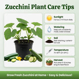 Green Zucchini Plant Live 4-6 Inch Tall, 2 Plant Per Pot