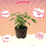 3 Red Shrimp Plants Live, Vibrant Flower Starter Plant, 4-7 Inch Tall