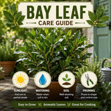 Bay Laurel Tree Live Plant, Fragrant Herb Plant, 4-7 Inch Tall
