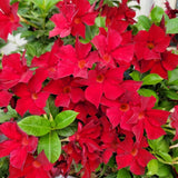 2 Red Live Live Mandevilla Plants, Live Starter Plant, 4-8 Inch Tall