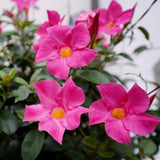 2 Pink Live Mandevilla Plants, Live Starter Plant, 4-8 Inch Tall