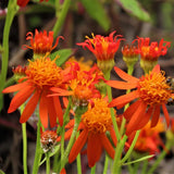 2 Orange Mexican Flame Live Plants, 4-6 Inch Tall