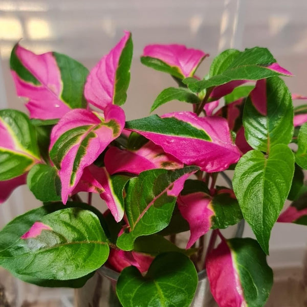 4 Pink Green Alternanthera Plants Live, Color Foliage, 3-6 Inch Tall