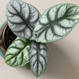 2 Silver Green Alocasia Live Plants, Hardy Garden Plant, 4-6 Inch Tall