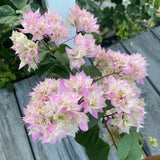 2 Double White Pink Bougainvillea Live Plants, 5-7 Inch Tall